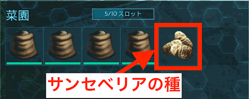 サンセベリアの種