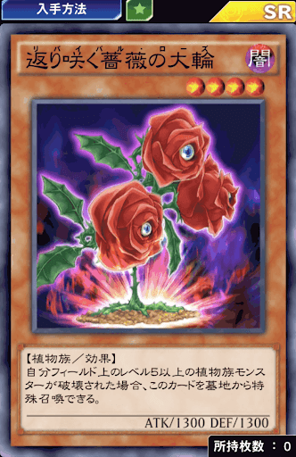 返り咲く薔薇の大輪