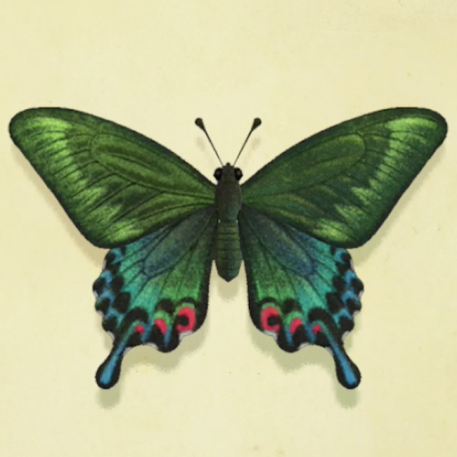 カラスアゲハの値段と捕まえるコツ