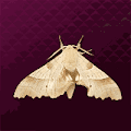 蛾
