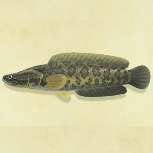 ライギョの値段と捕まえるコツ