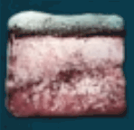 バシロサウルスの脂肪