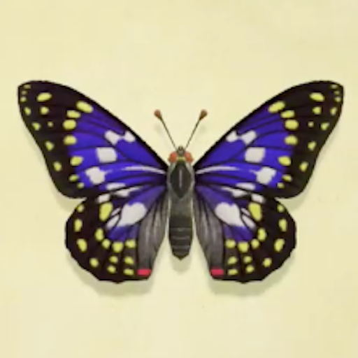 オオムラサキの値段と捕まえるコツ