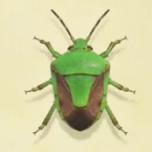 カメムシの値段と捕まえるコツ