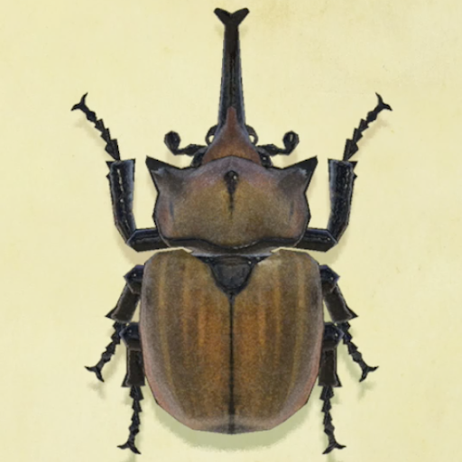 ゾウカブトの値段と捕まえるコツ