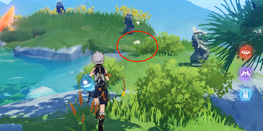 山頂に生えている「清心」を採集する