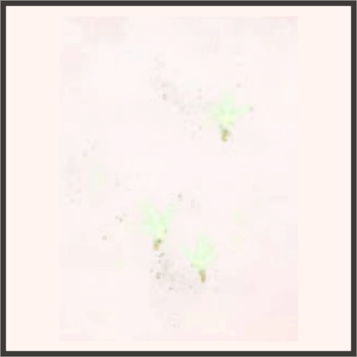 クローバーの妖精