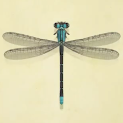 イトトンボの値段と捕まえるコツ