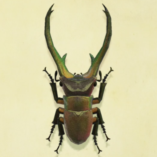 ホソアカクワガタの値段と捕まえるコツ