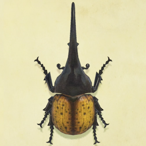 ヘラクレスオオカブトの値段と捕まえるコツ