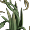 怪奇植物