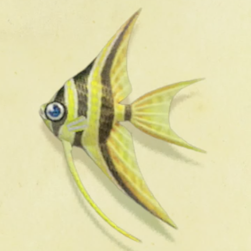 エンゼルフィッシュの値段と捕まえるコツ