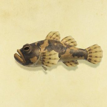 ドンコの値段と捕まえるコツ