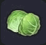 キャベツ