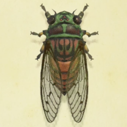 ヒグラシの値段と捕まえるコツ