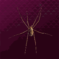 蜘蛛