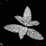 ワイルドミント