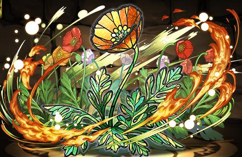 ポピーの星光華