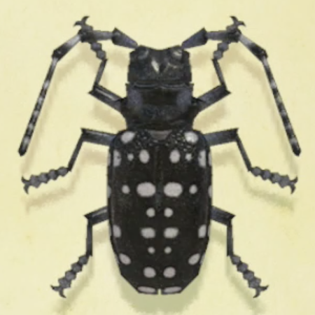 ゴマダラカミキリの値段と捕まえるコツ