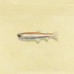 ワカサギの値段と捕まえるコツ