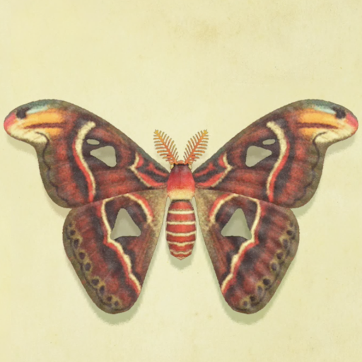 ヨナグニサンの値段と捕まえるコツ