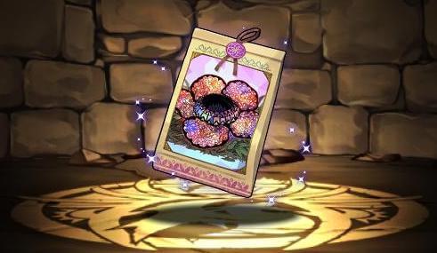 ラフレシアの種子