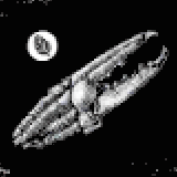 甲殻類(オレガノ風味)