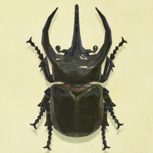 コーカサスオオカブトの値段と捕まえるコツ