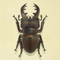 ミヤマクワガタの値段と捕まえるコツ