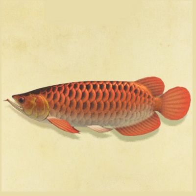 アロワナの値段と捕まえるコツ