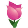 ピンクのチューリップ