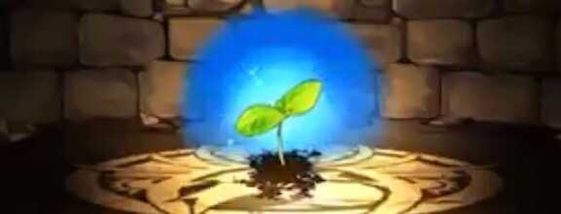 アジサイの星萌芽