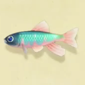 オイカワの値段と捕まえるコツ