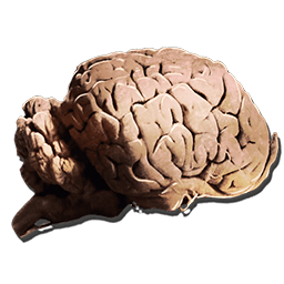 アロサウルスの脳