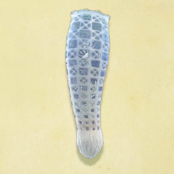 カイロウドウケツ