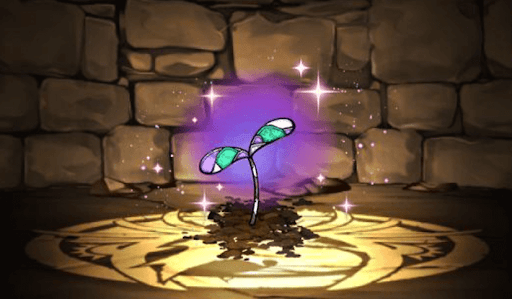 黒薔薇の邪萌芽