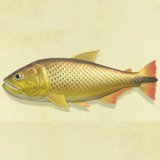 ドラドの値段と捕まえるコツ