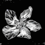 オレアンダーセージ