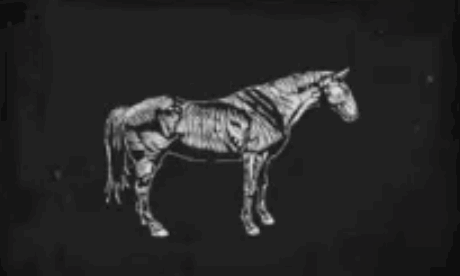 ダッチウォームブラッド