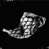 珍鳥(プレーン)