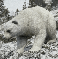 霜爪のシロクマ