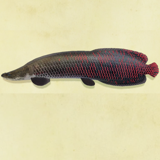 ピラルクの値段と捕まえるコツ