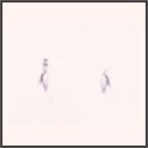 紫羽のイヤリング