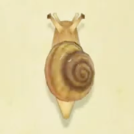 カタツムリの値段と捕まえるコツ