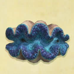 オオシャコガイ