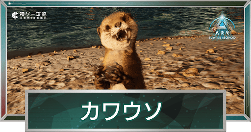 カワウソ