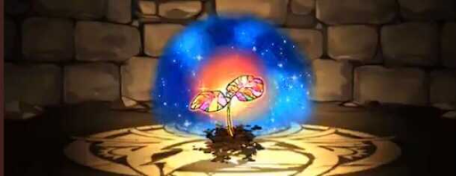 ハイビスカスの星萌芽