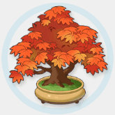 最高級の楓の盆栽