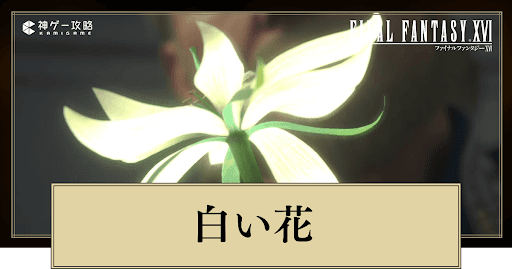 白い花の意味