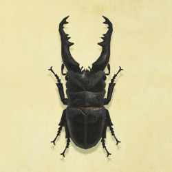 ギラファノコギリクワガタの値段と捕まえるコツ